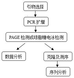 SRAP技術1