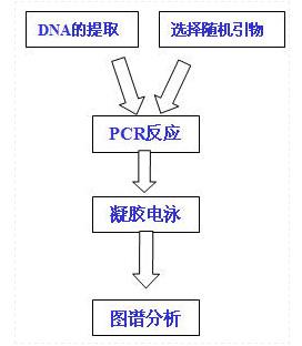 RAPD技術(shù)1