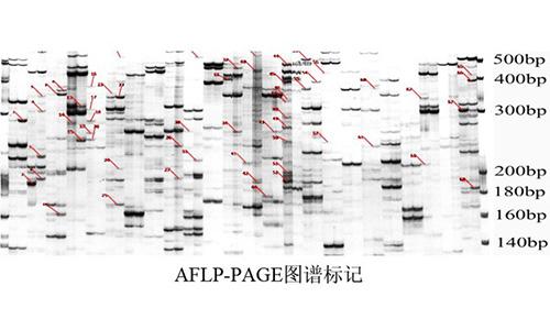 22 AFLP-PAGE圖譜標(biāo)記