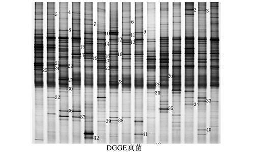 19 DGGE真菌
