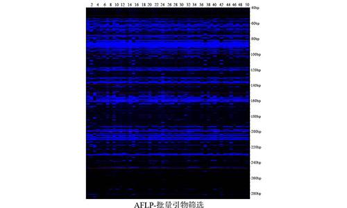 21 AFLP-批量引物篩選