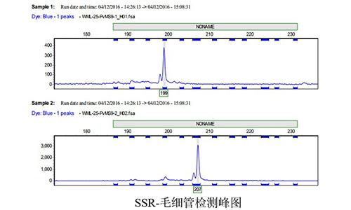 07 SSR-毛細管檢測峰圖