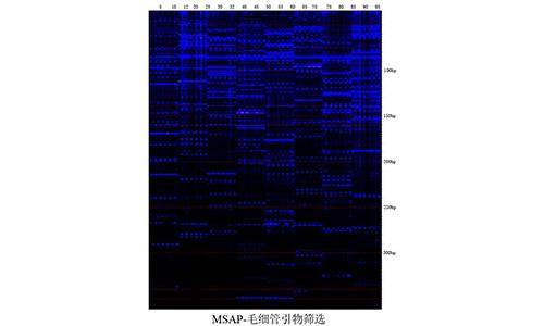 09 Fish-MSAP-毛細管引物篩選