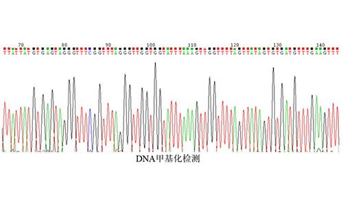 18 DNA甲基化檢測(cè)