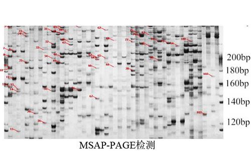 15 MSAP-PAGE檢測(cè)