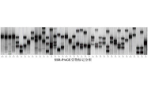 13 SSR-PAGE引物標(biāo)記分析