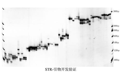 06 STR-引物篩選