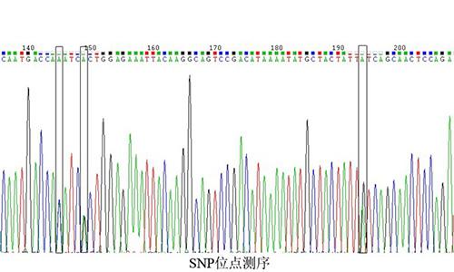 05 SNP位點測序